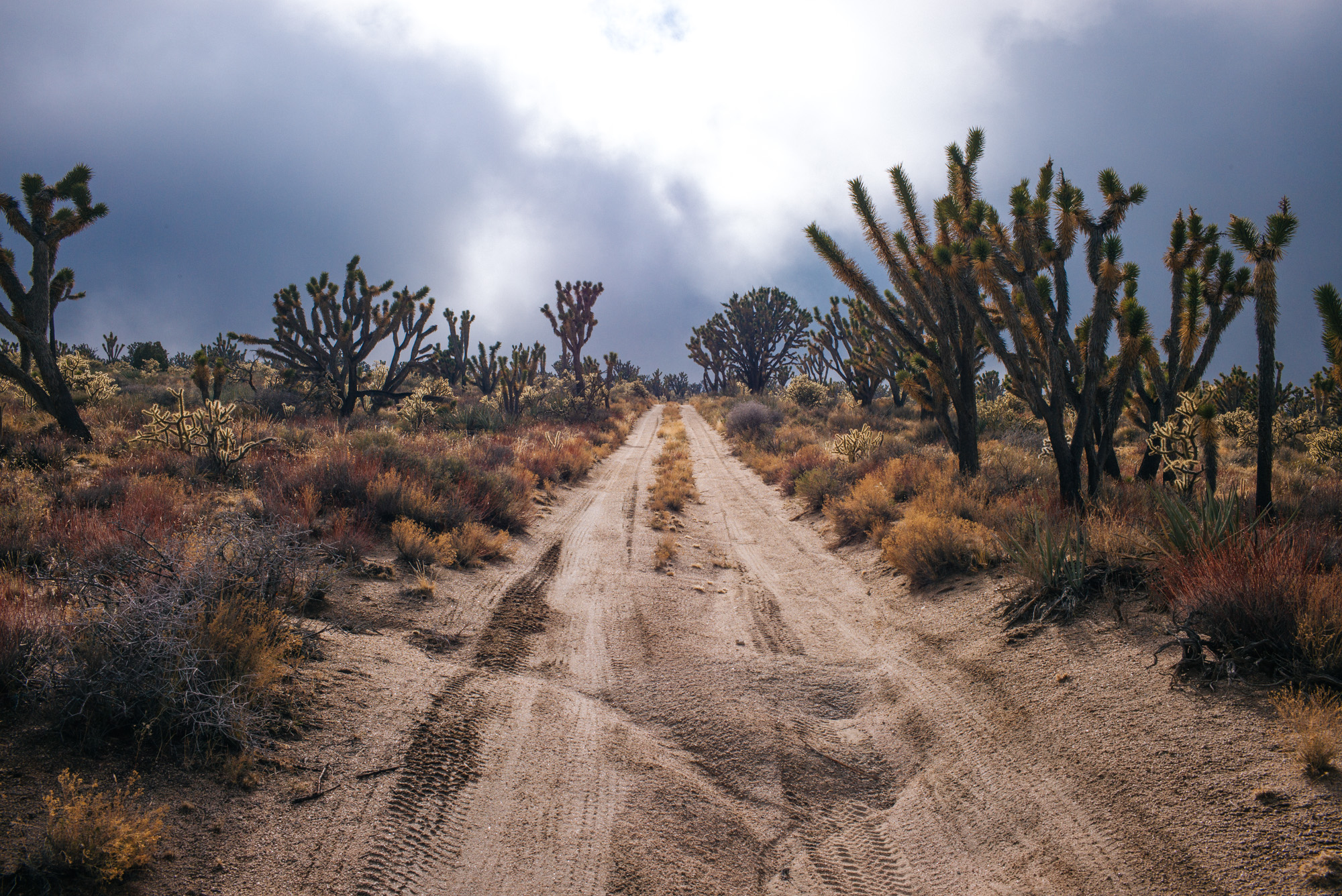 Bikepacking Roots Gold to Grand Loop Route is on the Arizona and Nevada Border