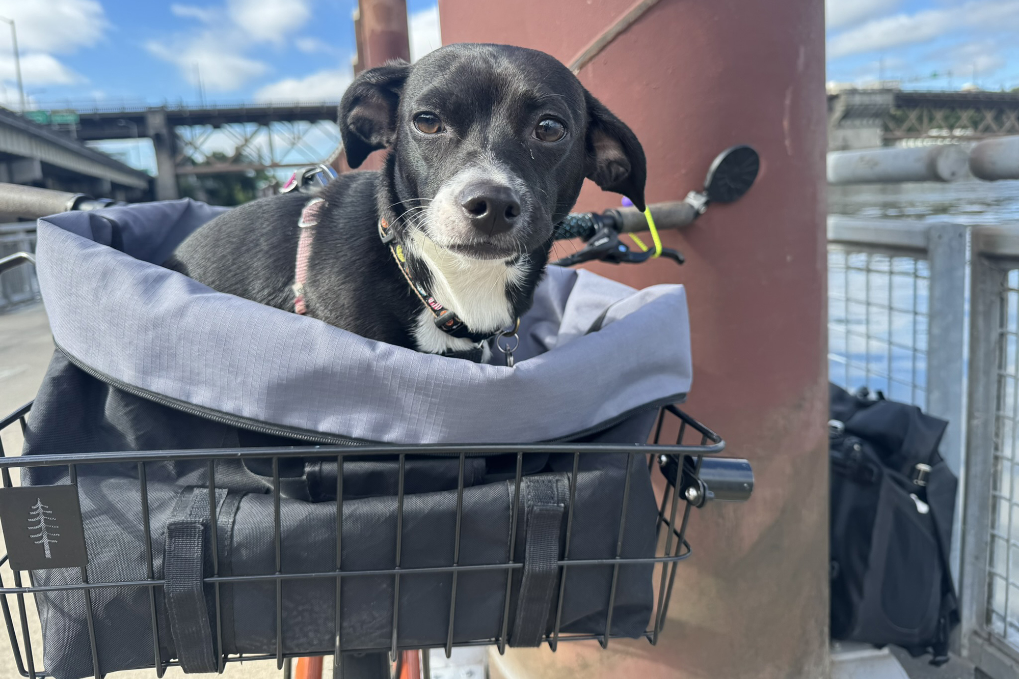 Readers' Rides: Erik Olson's Kona Dew Plus Tribute to His New Puppy Sammy